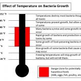 Effect of Temperature on Bacteria Growth